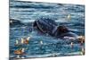 Humpback Whale, Svalbard, Norway-Françoise Gaujour-Mounted Photographic Print