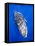 Humpback Whale Swimming Toward Water Surface-Paul Souders-Framed Stretched Canvas