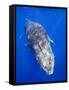 Humpback Whale Swimming Toward Water Surface-Paul Souders-Framed Stretched Canvas