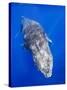 Humpback Whale Swimming Toward Water Surface-Paul Souders-Stretched Canvas