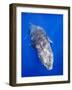 Humpback Whale Swimming Toward Water Surface-Paul Souders-Framed Photographic Print