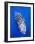 Humpback Whale Swimming Toward Water Surface-Paul Souders-Framed Photographic Print