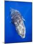 Humpback Whale Swimming Toward Water Surface-Paul Souders-Mounted Photographic Print