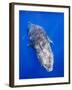 Humpback Whale Swimming Toward Water Surface-Paul Souders-Framed Photographic Print