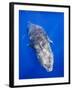 Humpback Whale Swimming Toward Water Surface-Paul Souders-Framed Photographic Print