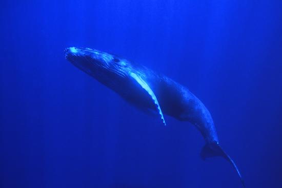 deep sea whale