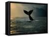 Humpback Whale Tail at Sunset-Stuart Westmorland-Framed Stretched Canvas