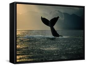 Humpback Whale Tail at Sunset-Stuart Westmorland-Framed Stretched Canvas
