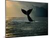 Humpback Whale Tail at Sunset-Stuart Westmorland-Mounted Photographic Print