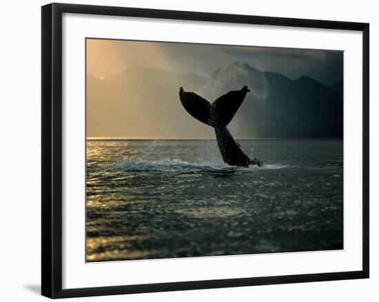 Humpback Whale Tail at Sunset-Stuart Westmorland-Framed Photographic Print