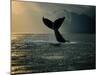 Humpback Whale Tail at Sunset-Stuart Westmorland-Mounted Photographic Print