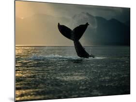 Humpback Whale Tail at Sunset-Stuart Westmorland-Mounted Photographic Print