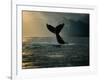 Humpback Whale Tail at Sunset-Stuart Westmorland-Framed Photographic Print