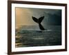 Humpback Whale Tail at Sunset-Stuart Westmorland-Framed Photographic Print