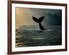 Humpback Whale Tail at Sunset-Stuart Westmorland-Framed Photographic Print