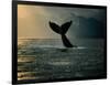 Humpback Whale Tail at Sunset-Stuart Westmorland-Framed Photographic Print