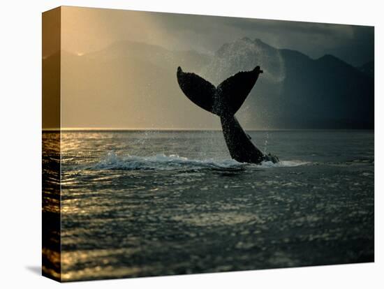 Humpback Whale Tail at Sunset-Stuart Westmorland-Stretched Canvas