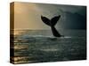 Humpback Whale Tail at Sunset-Stuart Westmorland-Stretched Canvas