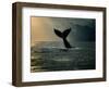 Humpback Whale Tail at Sunset-Stuart Westmorland-Framed Photographic Print