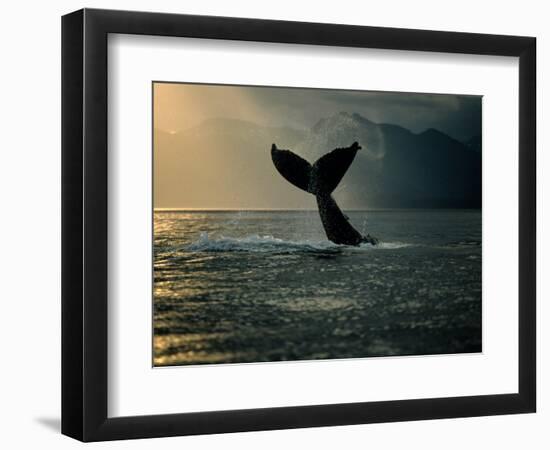 Humpback Whale Tail at Sunset-Stuart Westmorland-Framed Photographic Print