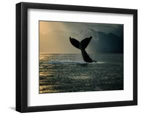 Humpback Whale Tail at Sunset-Stuart Westmorland-Framed Photographic Print