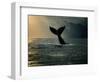 Humpback Whale Tail at Sunset-Stuart Westmorland-Framed Photographic Print