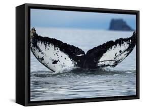 Humpback Whale Tail While Diving in Frederick Sound, Tongass National Forest, Alaska, Usa-Paul Souders-Framed Stretched Canvas