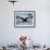 Humpback Whale Tail While Diving in Frederick Sound, Tongass National Forest, Alaska, Usa-Paul Souders-Framed Photographic Print displayed on a wall