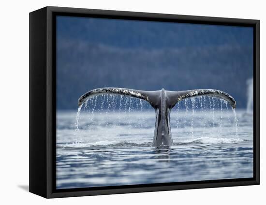 Humpback Whale Tail While Diving in Frederick Sound, Tongass National Forest, Alaska, Usa-Paul Souders-Framed Stretched Canvas