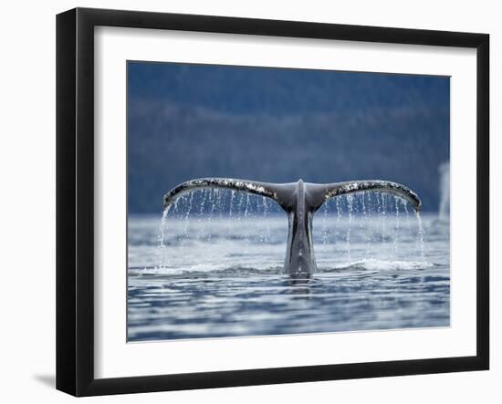 Humpback Whale Tail While Diving in Frederick Sound, Tongass National Forest, Alaska, Usa-Paul Souders-Framed Premium Photographic Print