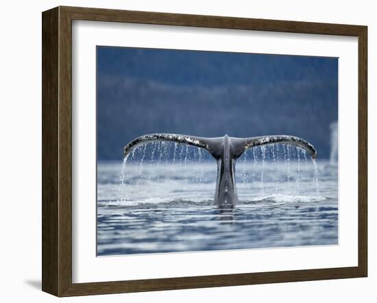 Humpback Whale Tail While Diving in Frederick Sound, Tongass National Forest, Alaska, Usa-Paul Souders-Framed Photographic Print