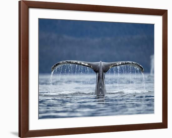 Humpback Whale Tail While Diving in Frederick Sound, Tongass National Forest, Alaska, Usa-Paul Souders-Framed Photographic Print