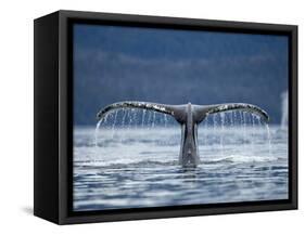 Humpback Whale Tail While Diving in Frederick Sound, Tongass National Forest, Alaska, Usa-Paul Souders-Framed Stretched Canvas
