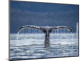 Humpback Whale Tail While Diving in Frederick Sound, Tongass National Forest, Alaska, Usa-Paul Souders-Mounted Photographic Print