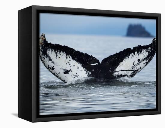 Humpback Whale Tail While Diving in Frederick Sound, Tongass National Forest, Alaska, Usa-Paul Souders-Framed Stretched Canvas