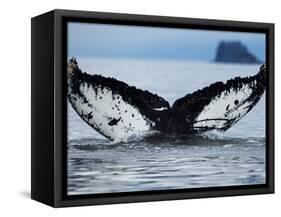 Humpback Whale Tail While Diving in Frederick Sound, Tongass National Forest, Alaska, Usa-Paul Souders-Framed Stretched Canvas