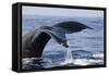 Humpback Whale Tail-Michele Westmorland-Framed Stretched Canvas