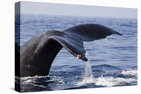 Humpback Whale Tail-Michele Westmorland-Stretched Canvas