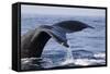 Humpback Whale Tail-Michele Westmorland-Framed Stretched Canvas