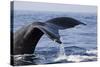 Humpback Whale Tail-Michele Westmorland-Stretched Canvas