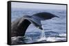 Humpback Whale Tail-Michele Westmorland-Framed Stretched Canvas
