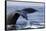 Humpback Whale Tail-Michele Westmorland-Framed Stretched Canvas