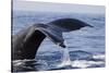 Humpback Whale Tail-Michele Westmorland-Stretched Canvas