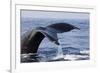 Humpback Whale Tail-Michele Westmorland-Framed Photographic Print