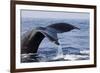 Humpback Whale Tail-Michele Westmorland-Framed Photographic Print