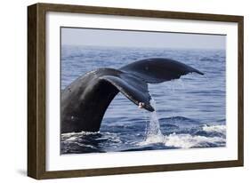 Humpback Whale Tail-Michele Westmorland-Framed Photographic Print