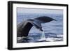 Humpback Whale Tail-Michele Westmorland-Framed Photographic Print