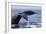 Humpback Whale Tail-Michele Westmorland-Framed Photographic Print