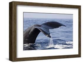 Humpback Whale Tail-Michele Westmorland-Framed Photographic Print