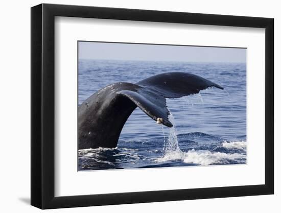 Humpback Whale Tail-Michele Westmorland-Framed Photographic Print